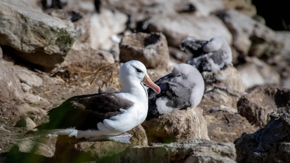 HDS29-25, Day 3, RLO_2011 © Alexander Romanovskiy - Oceanwide Expeditions.jpg