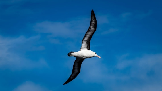 HDS29-25, Day 3, RLO_2024 © Alexander Romanovskiy - Oceanwide Expeditions.jpg