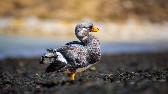 HDS29-25, Day 3, RLO_2071 © Alexander Romanovskiy - Oceanwide Expeditions.jpg