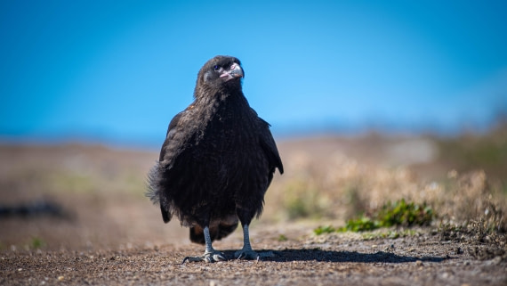 HDS29-25, Day 3, RLO_2077 © Alexander Romanovskiy - Oceanwide Expeditions.jpg