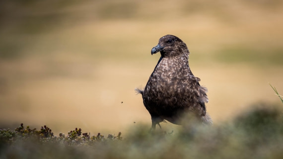 HDS29-25, Day 3, RLO_2079 © Alexander Romanovskiy - Oceanwide Expeditions.jpg