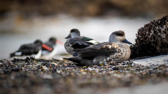 HDS29-25, Day 3, RLO_2131 © Alexander Romanovskiy - Oceanwide Expeditions.jpg