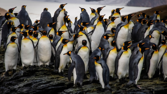 HDS29-25, Day 8, RLO_2171 © Alexander Romanovskiy - Oceanwide Expeditions.jpg