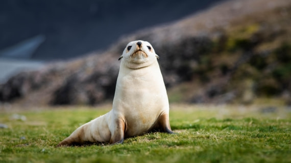 HDS29-25, Day 8, RLO_2200 © Alexander Romanovskiy - Oceanwide Expeditions.jpg