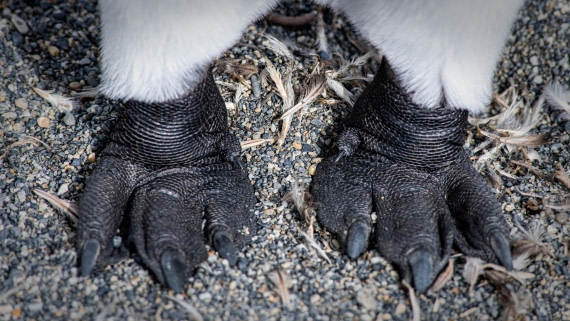 HDS29-25, Day 8, RLO_2210 © Alexander Romanovskiy - Oceanwide Expeditions.jpg