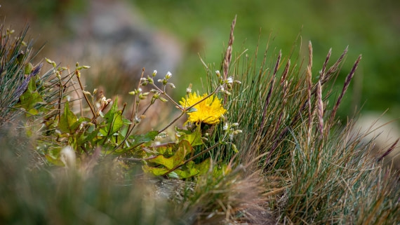 HDS29-25, Day 8, RLO_2228 © Alexander Romanovskiy - Oceanwide Expeditions.jpg