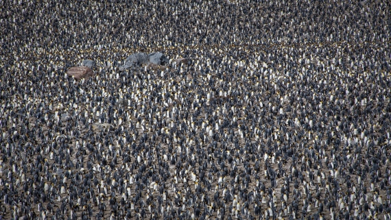 HDS29-25, Day 8, RLO_2231 © Alexander Romanovskiy - Oceanwide Expeditions.jpg