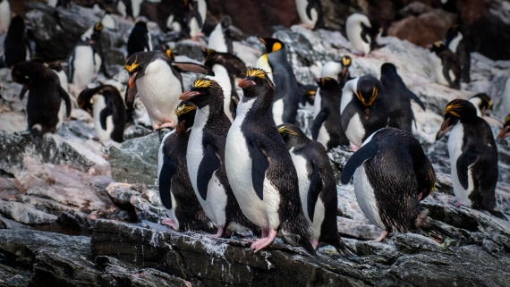 HDS29-25, Day 8, RLO_2252 © Alexander Romanovskiy - Oceanwide Expeditions.jpg