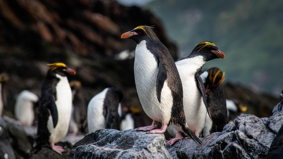 HDS29-25, Day 8, RLO_2273 © Alexander Romanovskiy - Oceanwide Expeditions.jpg
