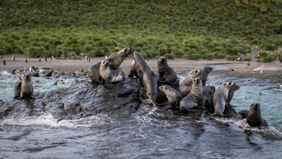 HDS29-25, Day 8, RLO_2282 © Alexander Romanovskiy - Oceanwide Expeditions.jpg