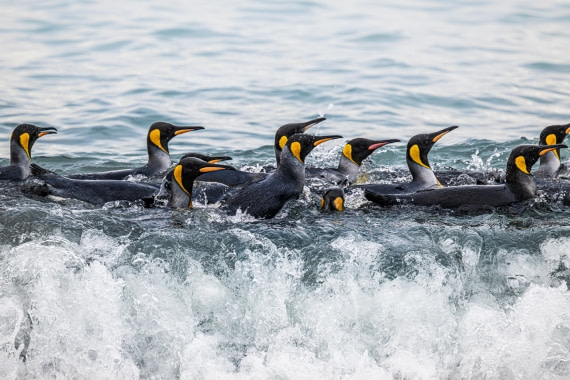 HDS29-25, Day 9, Gold Harbour (2) © Unknown photographer - Oceanwide Expeditions.jpg