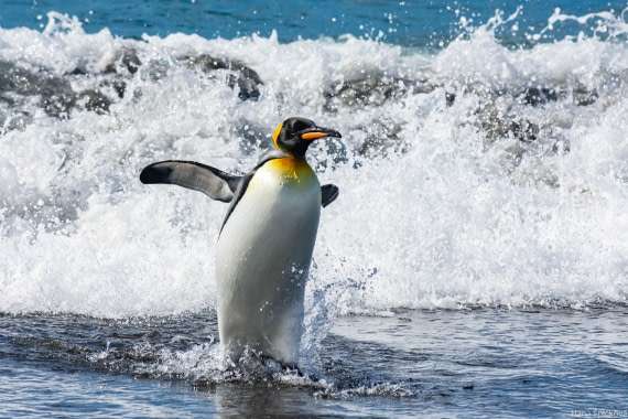 HDS29-25, Day 10, _DSC6807 © Hana Spickova - Oceanwide Expeditions.jpg