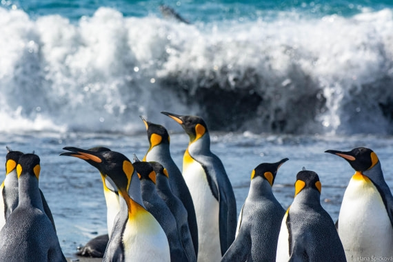 HDS29-25, Day 10, _DSC6809 © Hana Spickova - Oceanwide Expeditions.jpg