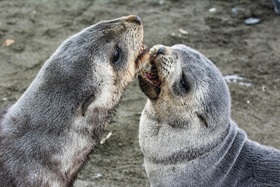 HDS29-25, Day 10, _DSC6836 © Hana Spickova - Oceanwide Expeditions.jpg