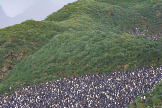 HDS29-25, Day 10, _DSC6839 © Hana Spickova - Oceanwide Expeditions.jpg