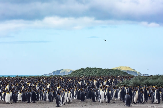HDS29-25, Day 10, _DSC6844 © Hana Spickova - Oceanwide Expeditions.jpg