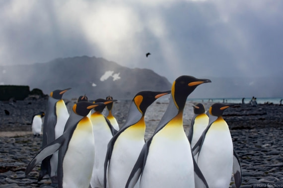 HDS29-25, Day 10, _DSC6874 © Hana Spickova - Oceanwide Expeditions.jpg