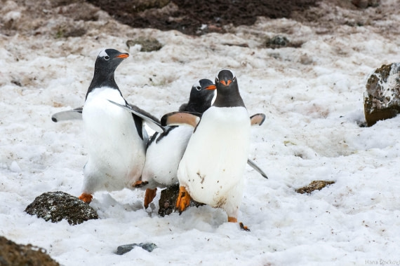 HDS29-25, Day 14, _DSC7045 © Hana Spickova - Oceanwide Expeditions.jpg