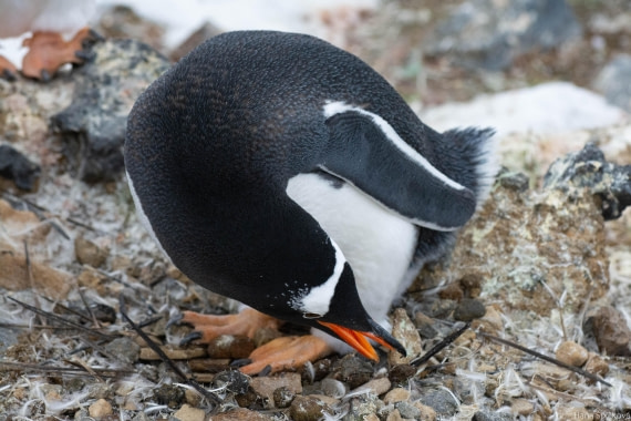 HDS29-25, Day 14, _DSC7042 © Hana Spickova - Oceanwide Expeditions.jpg