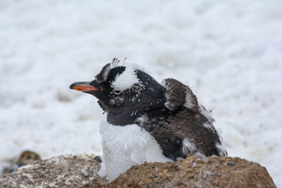 HDS29-25, Day 14, _DSC7047 © Hana Spickova - Oceanwide Expeditions.jpg
