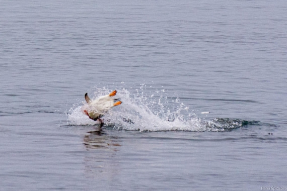 HDS29-25, Day 14, _DSC7071 © Hana Spickova - Oceanwide Expeditions.jpg