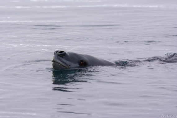 HDS29-25, Day 14, _DSC7093 © Hana Spickova - Oceanwide Expeditions.jpg