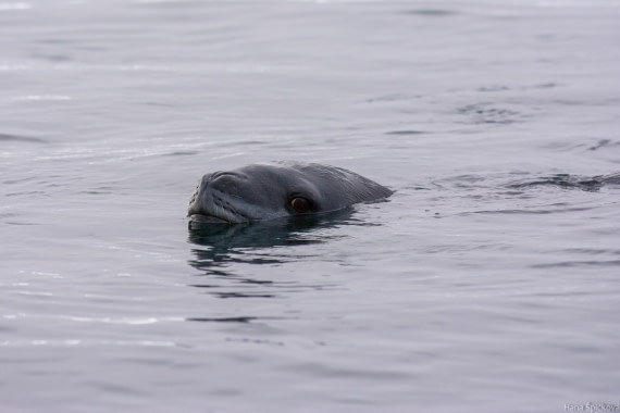 HDS29-25, Day 14, _DSC7095 © Hana Spickova - Oceanwide Expeditions.jpg