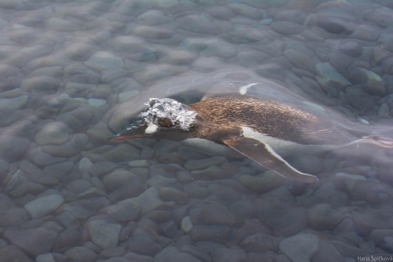 HDS29-25, Day 14, _DSC7101 © Hana Spickova - Oceanwide Expeditions.jpg