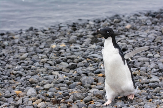 HDS29-25, Day 14, _DSC7124 © Hana Spickova - Oceanwide Expeditions.jpg