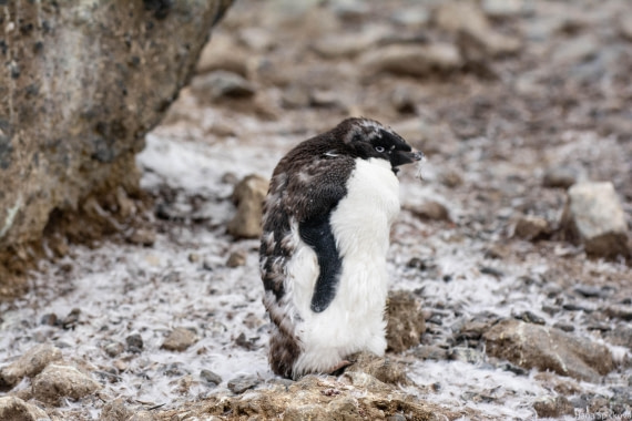 HDS29-25, Day 14, _DSC7126 © Hana Spickova - Oceanwide Expeditions.jpg