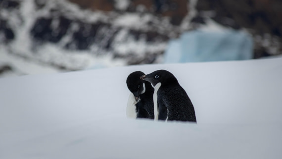 HDS29-25, Day 14, RLO_2303 © Alexander Romanovskiy - Oceanwide Expeditions.jpg