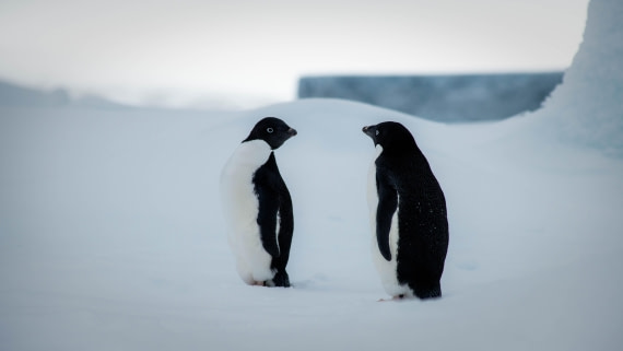 HDS29-25, Day 14, RLO_2310 © Alexander Romanovskiy - Oceanwide Expeditions.jpg