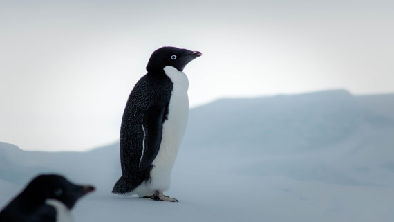 HDS29-25, Day 14, RLO_2313 © Alexander Romanovskiy - Oceanwide Expeditions.jpg