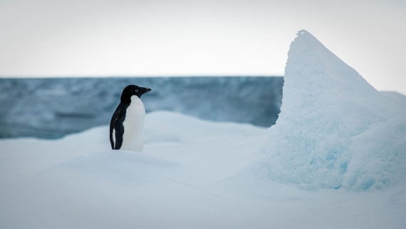 HDS29-25, Day 14, RLO_2318 © Alexander Romanovskiy - Oceanwide Expeditions.jpg