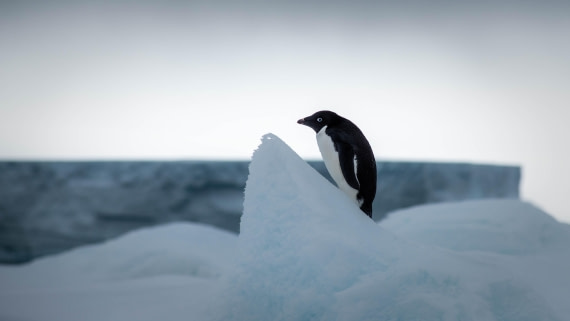 HDS29-25, Day 14, RLO_2321 © Alexander Romanovskiy - Oceanwide Expeditions.jpg