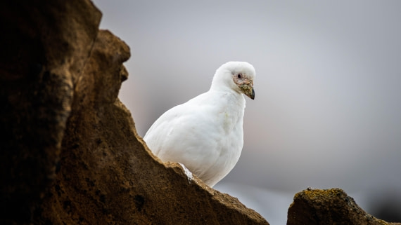 HDS29-25, Day 14, RLO_2326 © Alexander Romanovskiy - Oceanwide Expeditions.jpg