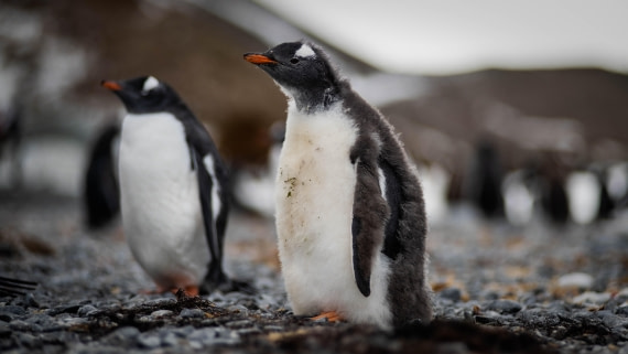 HDS29-25, Day 14, RLO_2338 © Alexander Romanovskiy - Oceanwide Expeditions.jpg