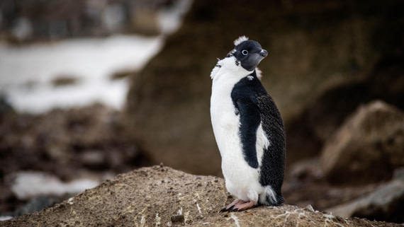 HDS29-25, Day 14, RLO_2342 © Alexander Romanovskiy - Oceanwide Expeditions.jpg