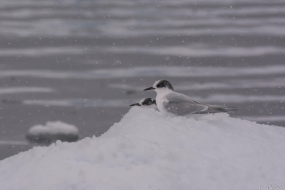 HDS29-25, Day 18, _DSC7195 © Hana Spickova - Oceanwide Expeditions.jpg