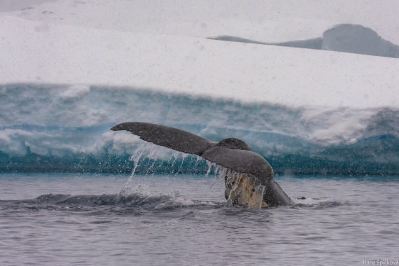 HDS29-25, Day 18, _DSC7228 © Hana Spickova - Oceanwide Expeditions.jpg
