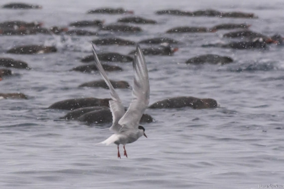 HDS29-25, Day 18, _DSC7238 © Hana Spickova - Oceanwide Expeditions.jpg