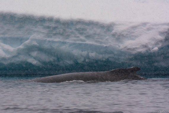 HDS29-25, Day 18, _DSC7248 © Hana Spickova - Oceanwide Expeditions.jpg