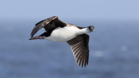 HDS29-25, Day 22, imperialshag © Meike Sjoer - Oceanwide Expeditions.JPG