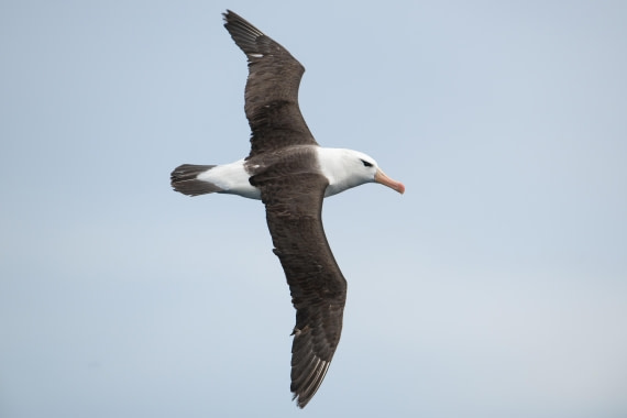 HDS29-25, Day 2, Black Browed at sea © Unknown photographer - Oceanwide Expeditions.jpeg