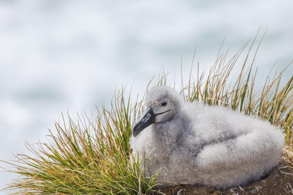 apeacock_HDS28-25_Antarctica_SG-FL_250203-1408.jpg