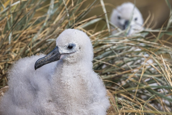 apeacock_HDS28-25_Antarctica_SG-FL_250203-1398.jpg