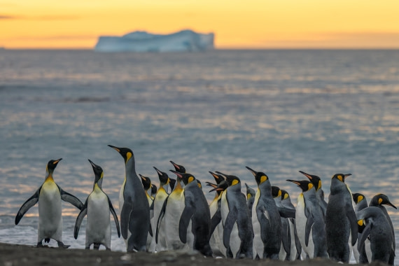 apeacock_HDS28-25_Antarctica_SG-FL_250210-7363.jpg