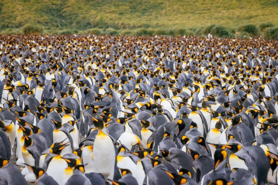 apeacock_HDS28-25_Antarctica_SG-FL_250210-7438.jpg