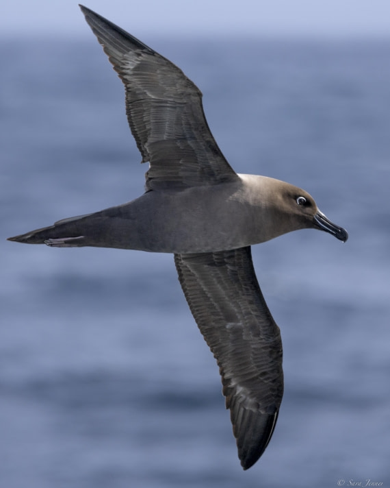 OTL30-25, Day 3, Light mantled © Sara Jenner - Oceanwide Expeditions.jpg