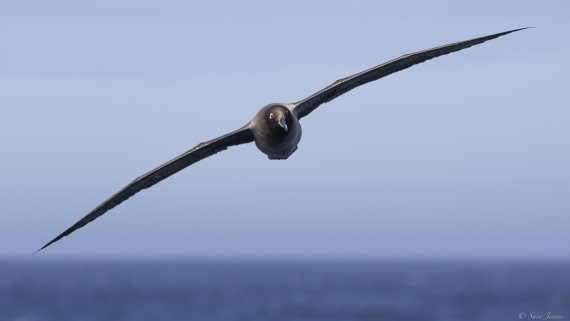 OTL30-25, Day 3, Light mantled 2 © Sara Jenner - Oceanwide Expeditions.jpg